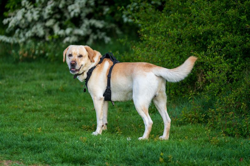 12 dog breeds whose work has changed human lives - plus 2 quiet helpers that deserve a place in the story 3 Labrador Retriever: Helper With a Happy Tail