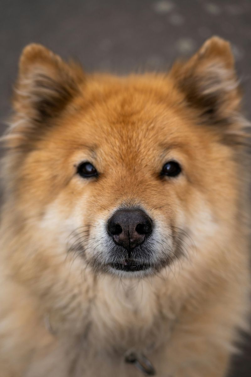 Eurasier