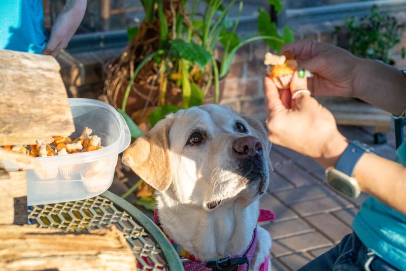 Labrador Retriever Snack Patrol