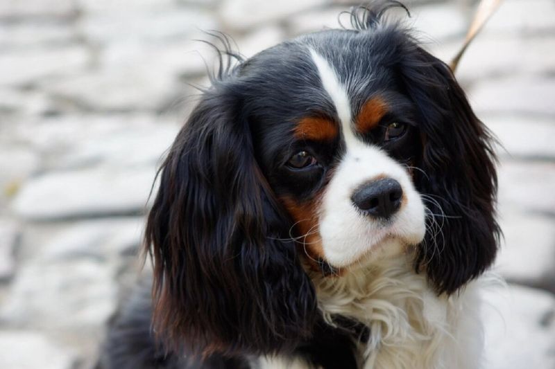 These dog breeds may follow you everywhere - but they don't always need you to entertain them 7 Cavalier King Charles Spaniel