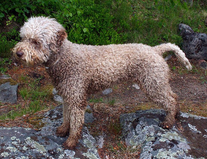 Hate dog hair everywhere? These 14 breeds make life noticeably easier 8 Lagotto Romagnolo