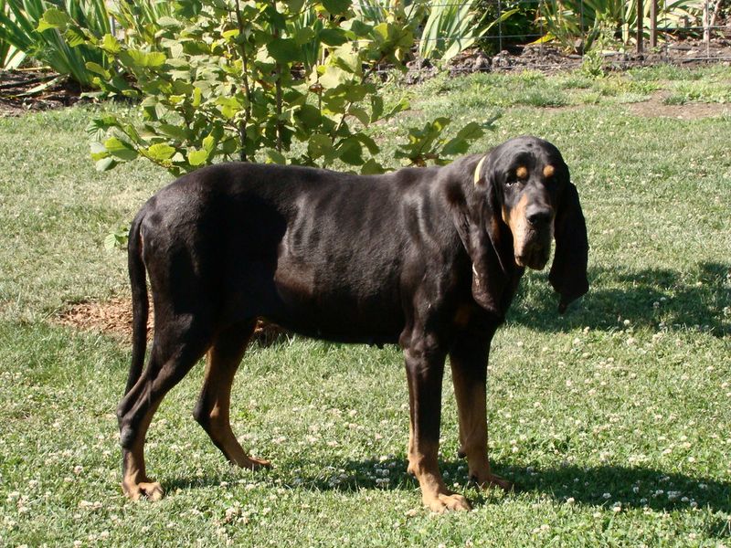 These dog breeds weren't developed for easy quarry - their hunting histories involved serious challenges 5 Black and Tan Coonhound