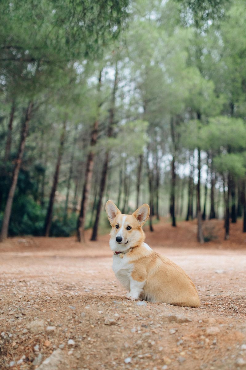 11 cute dog breeds with tough working roots hiding behind their looks 2 Pembroke Welsh Corgi