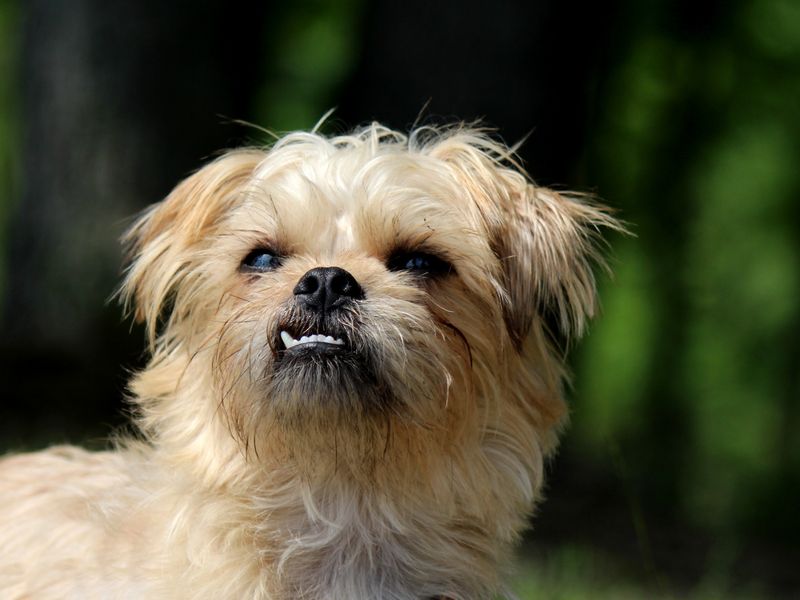 Lhasa Apso