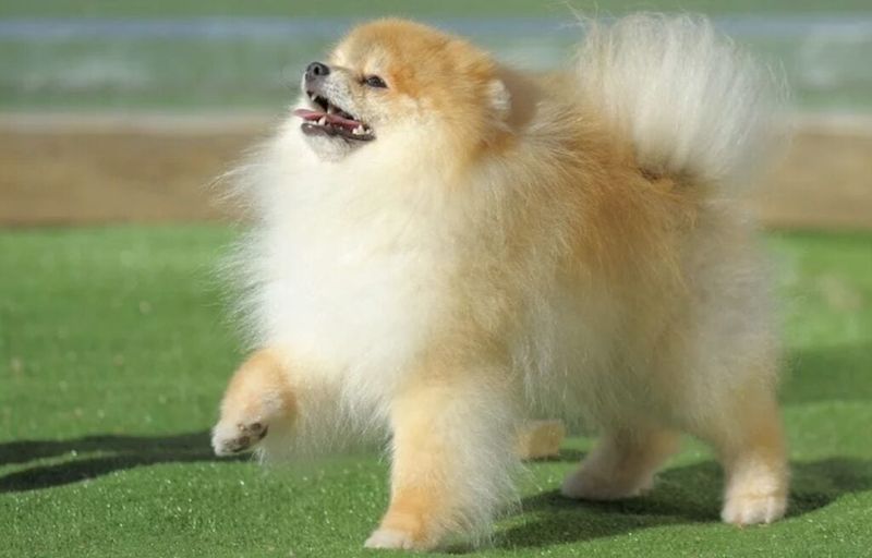 Pomeranian