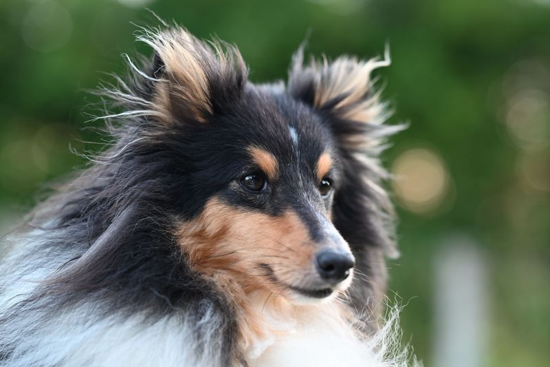 Some dogs glance at you - These breeds study you like they're waiting for the next clue 5 Shetland Sheepdog