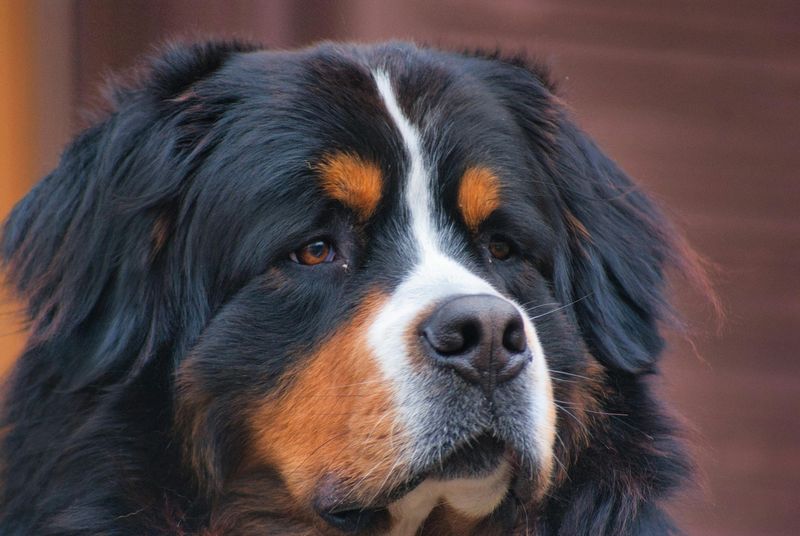 Bernese Mountain Dog