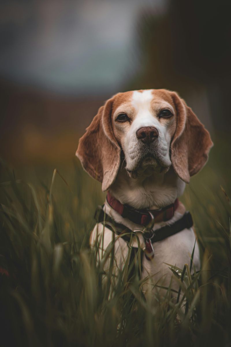 Beagle