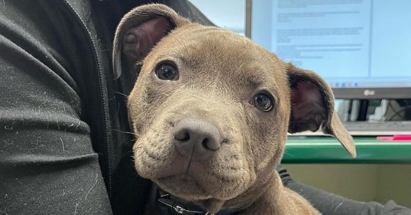 11 dog behaviors that show just how emotionally aware they really are 5 Maintaining eye contact