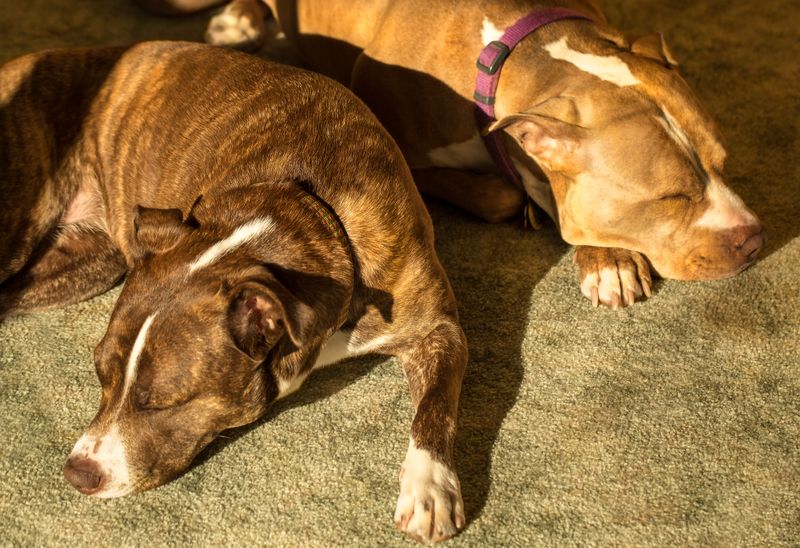 American Pit Bull Terrier