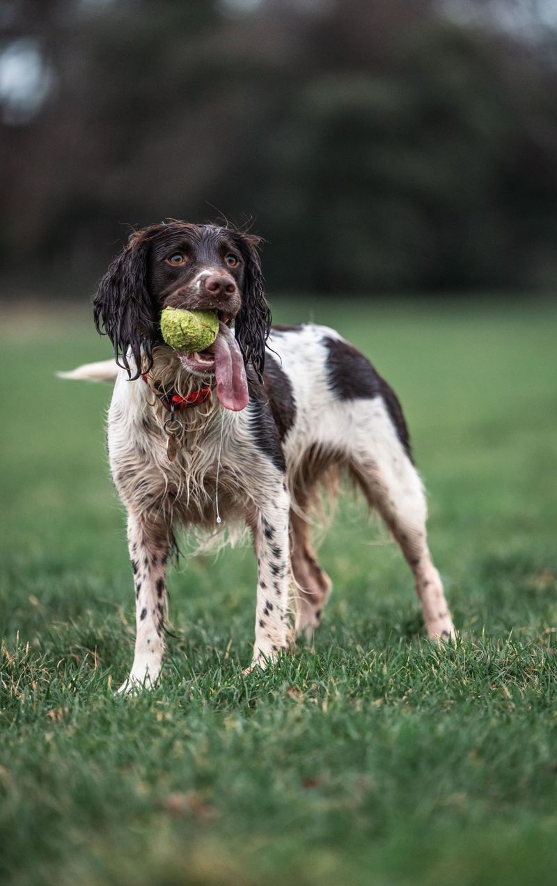 Popularity and satisfaction don't always go together - and these 11 dog breeds prove it 7 English Springer Spaniel