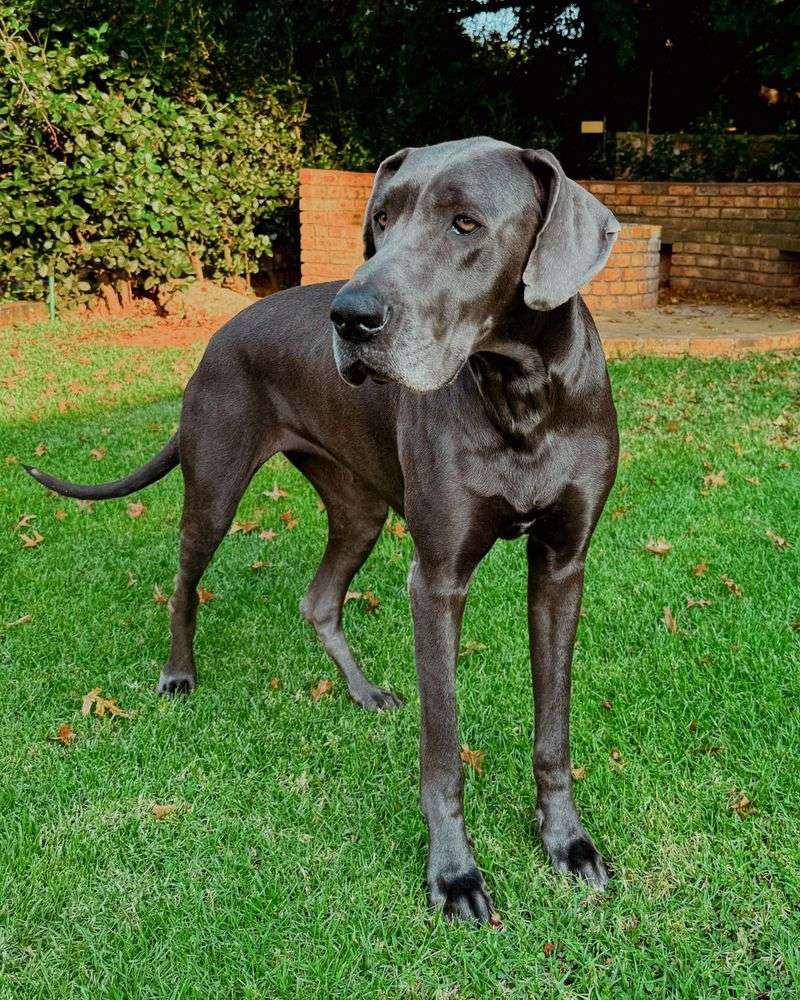 Not every dog feels the need to prove something - and these breeds are a great example 2 Great Dane