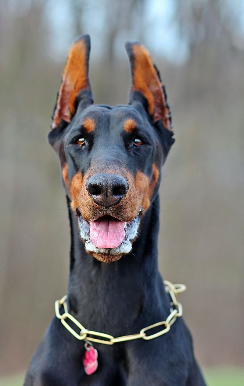 Some dogs check in occasionally - These breeds can turn staying nearby into part of the daily routine 2 Doberman Pinscher