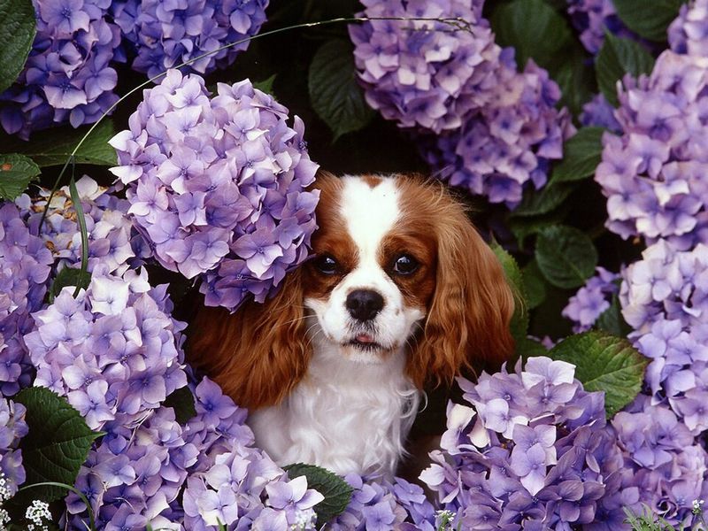 Prefer coffee before cardio? These laid-back dogs may understand you perfectly 8 Cavalier King Charles Spaniel