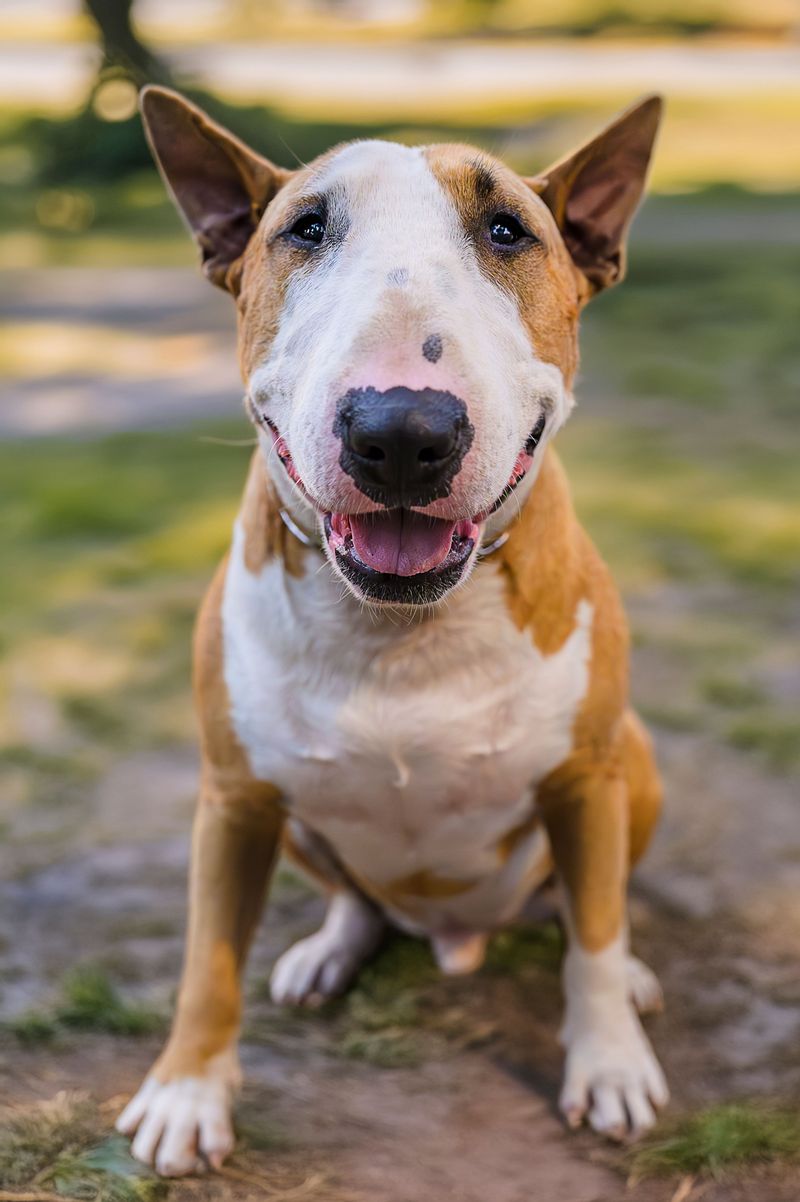 Given the right support, these dog breeds often become far more capable than anyone first expected 8 Bull Terrier