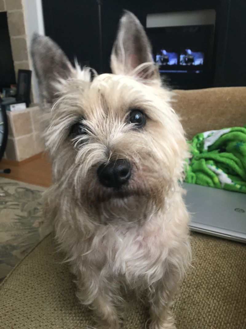 The “My Dog Got Sick From Daycare” Panic Is Surging - 16 Breeds Most Mentioned in Outbreak Posts 4 Cairn Terrier