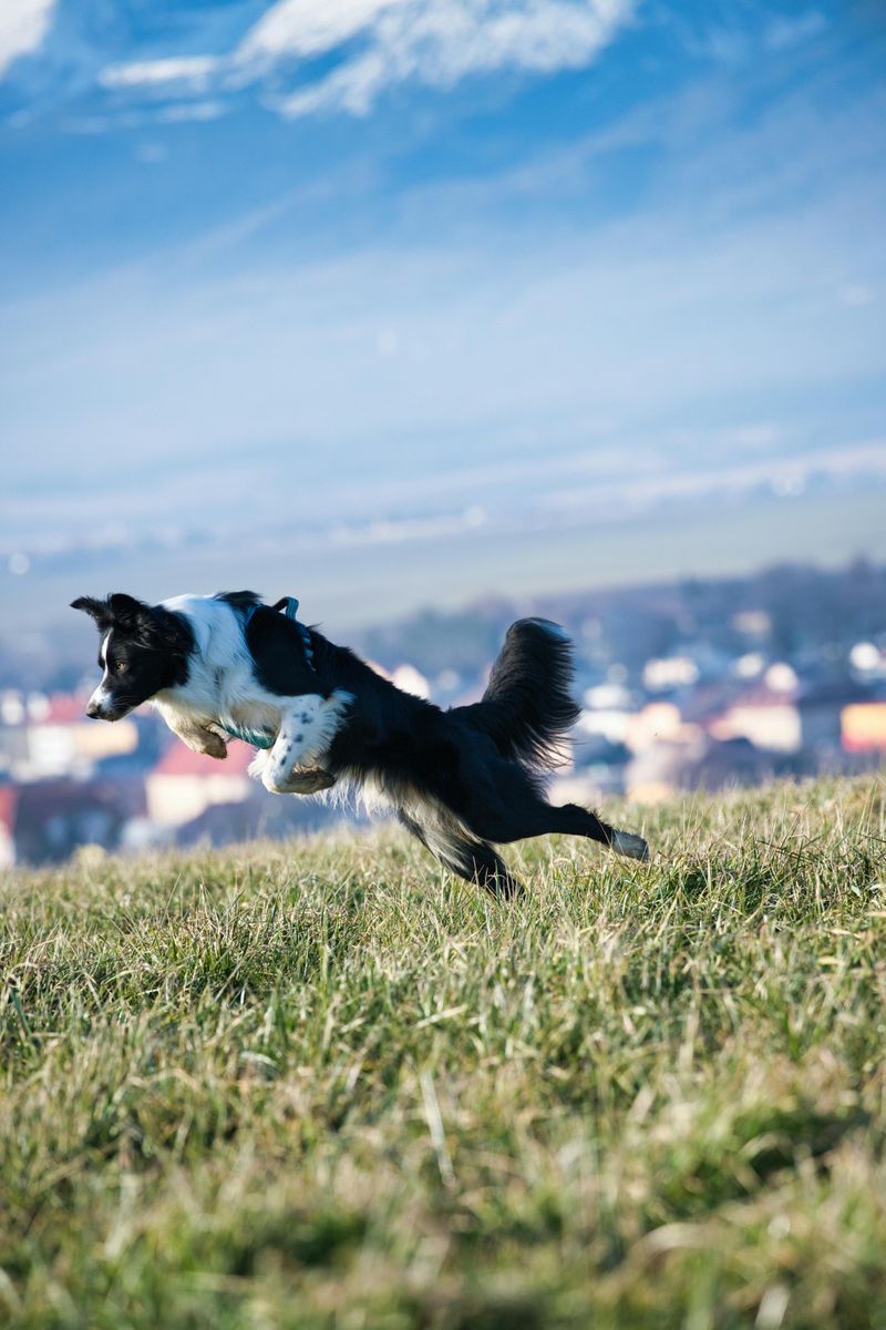 Border Collie