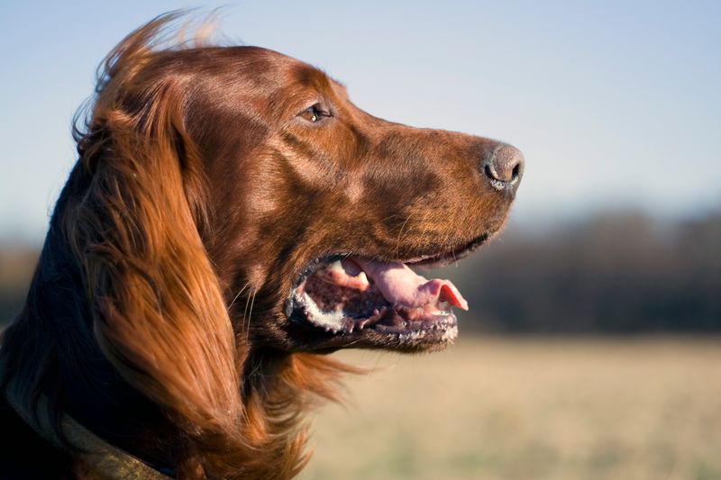 Irish Setter