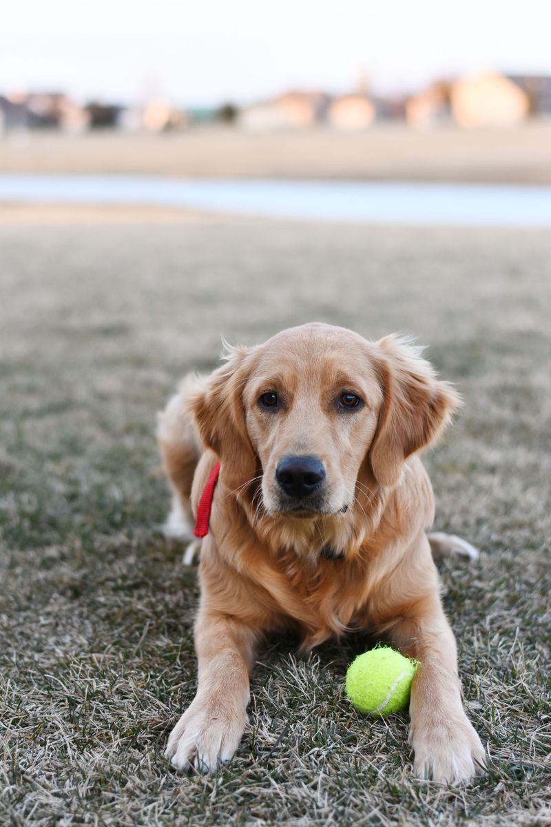 11 dog breeds that know your departure routine by heart - until you change one tiny detail 8 Golden Retriever