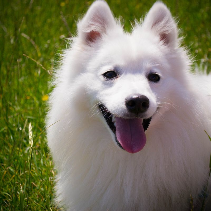 American Eskimo Dog (Miniature)