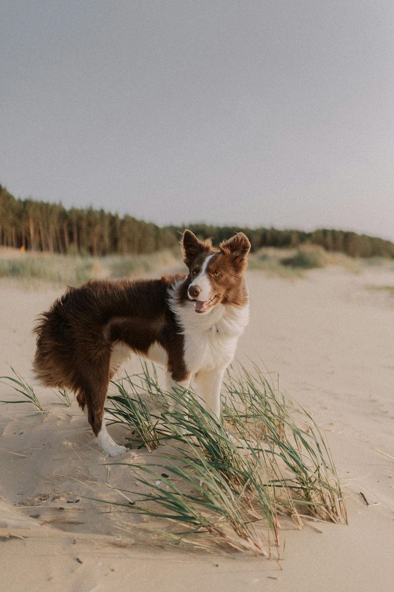 Border Collie