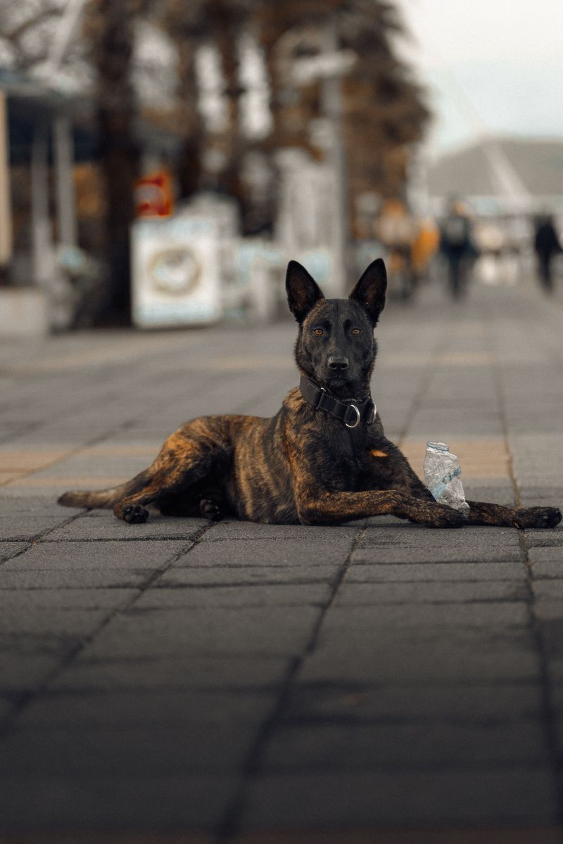 Praise fades quickly for these dog breeds - but routine stays with them 13 Dutch Shepherd