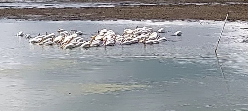 Eagles, Egrets, and a Long Bird List