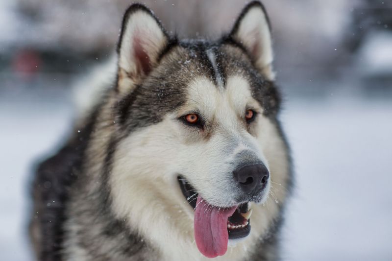 You call it freezing - These dogs may call it perfect walking weather 3 Alaskan Malamute