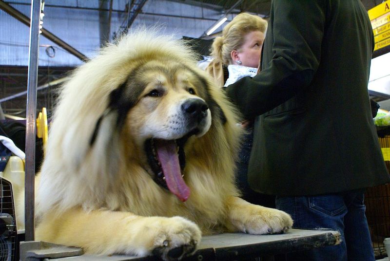 Tibetan Mastiff