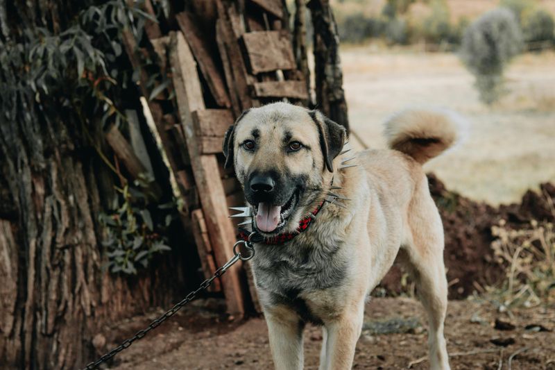 11 fearless dog breeds ever known, plus 3 steady and dependable breeds 2 Kangal