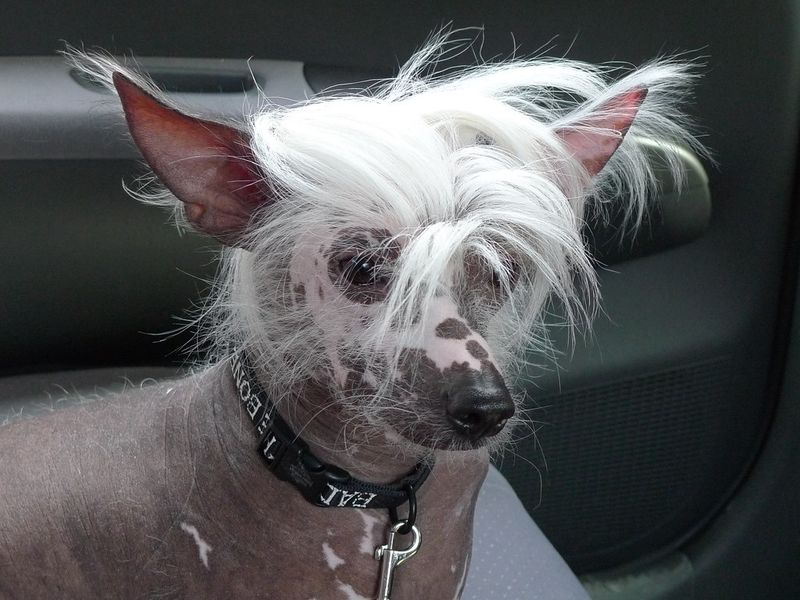 Some dogs turn heads - these unusual breeds make strangers ask what exactly they're looking at 2 Chinese Crested
