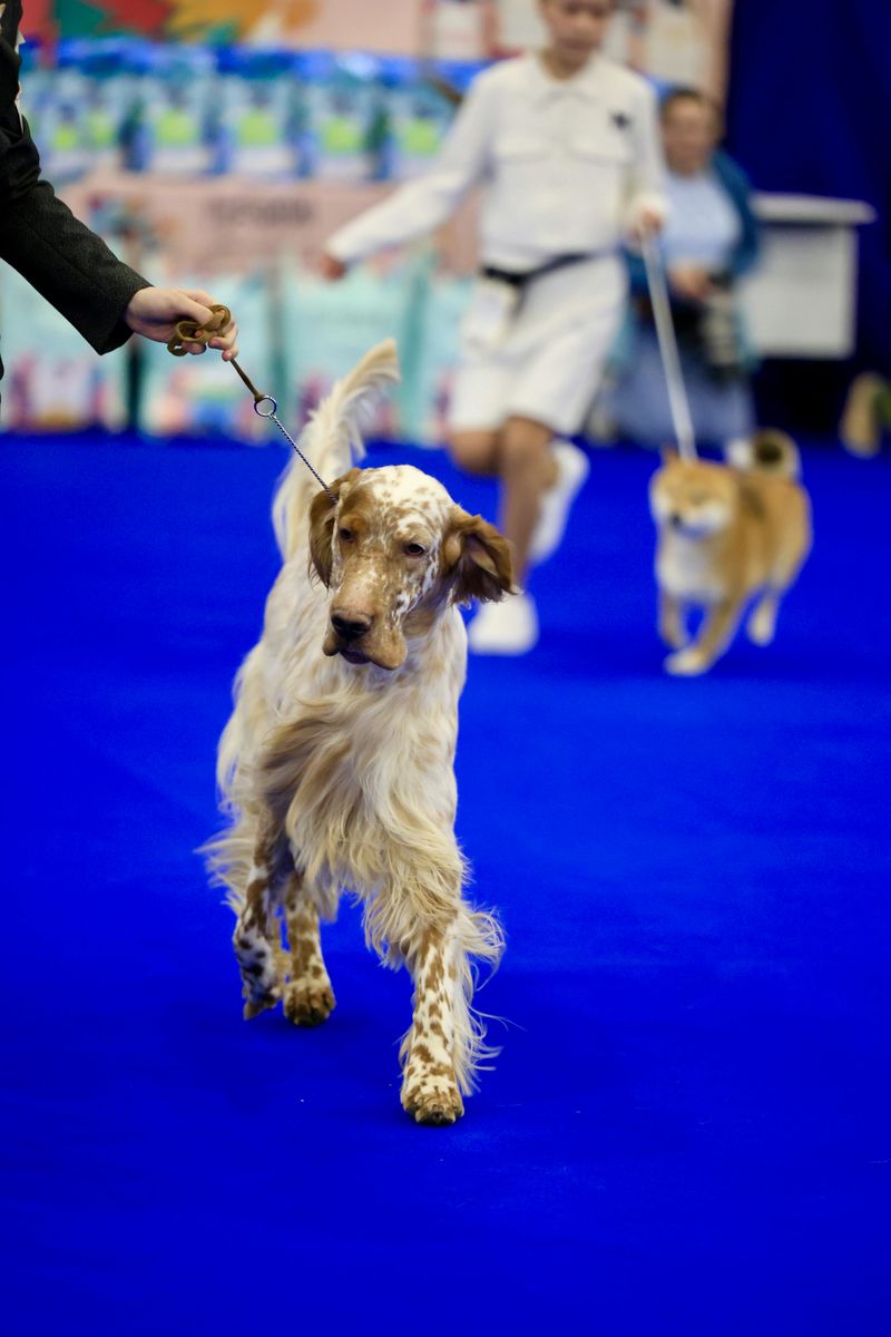 15 breeds that get intensely attached to routines and hate changes 5 English Setter