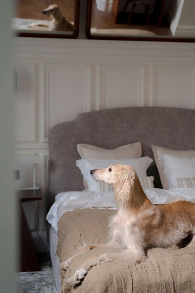 “Quiet Luxury” Pets Are a Thing Now - 11 Breeds People Pick for a Calm, High-End Home Vibe 2 Saluki