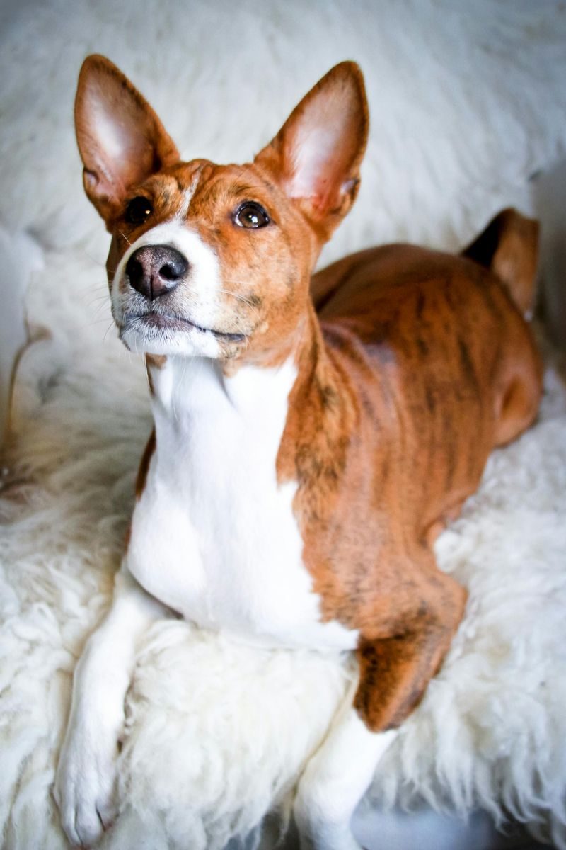 Basenji