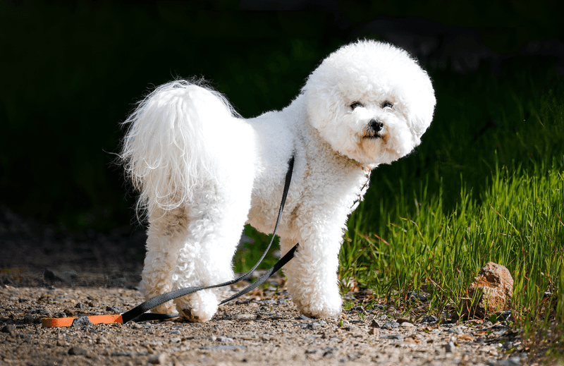 Going to work all day? These dogs may struggle more with your absence than you expect 10 Bichon Frise