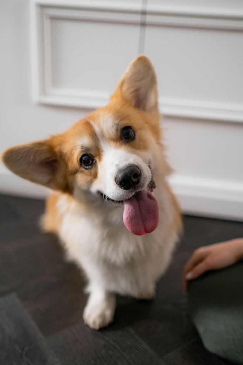Corgi