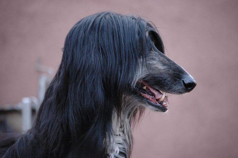 Afghan Hound