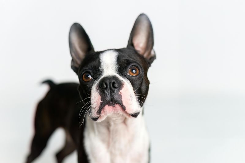 Boston Terrier