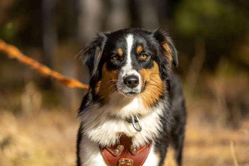 13 perfectly balanced mid-size dog breeds Americans are obsessed with right now 2 Australian Shepherd