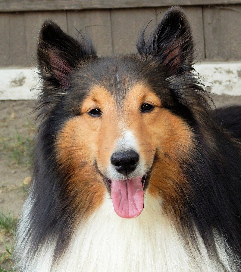 Shetland Sheepdog