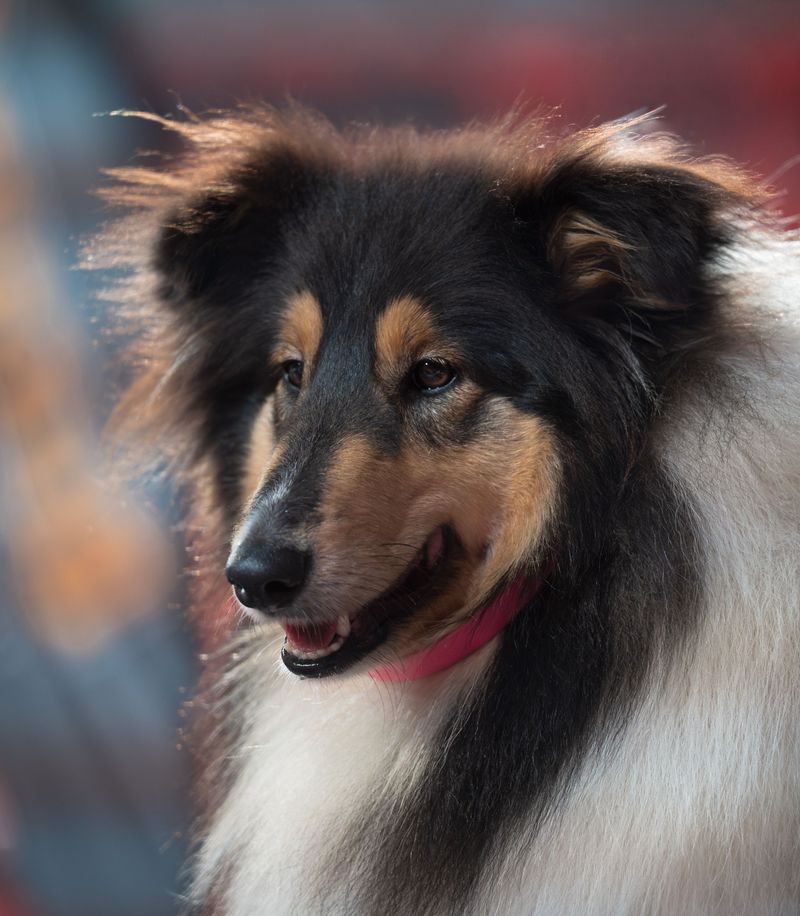 Owners don't need to question where they stand with these remarkably devoted companions 5 Rough Collie