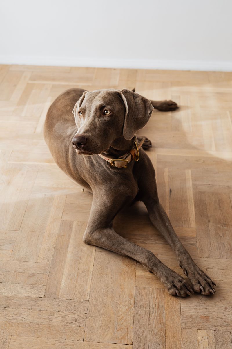 Weimaraner