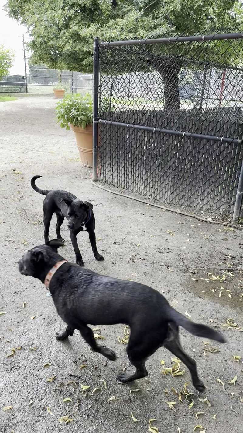 Canton Dog Park - Baltimore, Maryland
