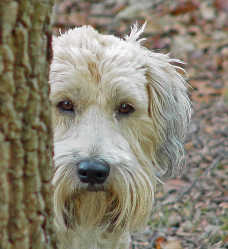Soft Coated Wheaten Terrier