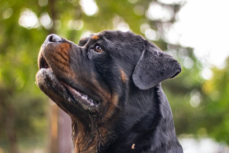 These 11 dog breeds appear in bite-related legal actions more than any others 3 Rottweiler