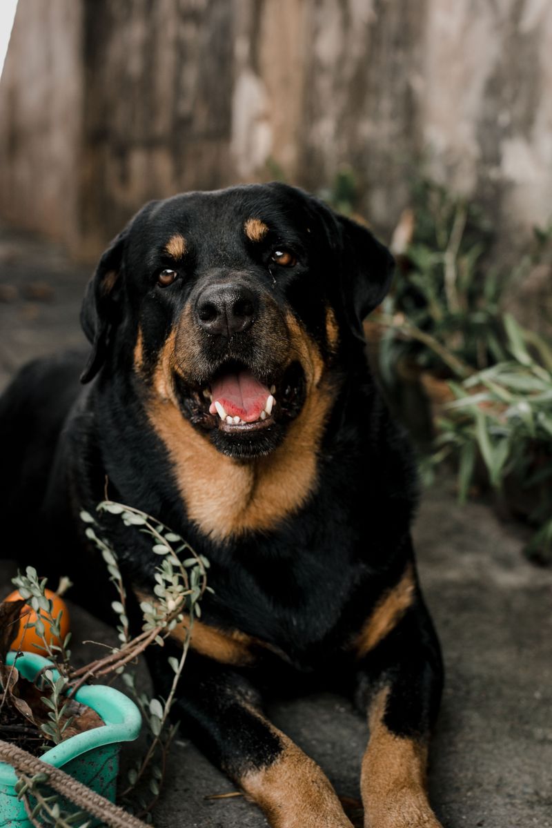 Anyone can be around for the good days - these devoted dog breeds are built for the whole journey 7 Rottweiler
