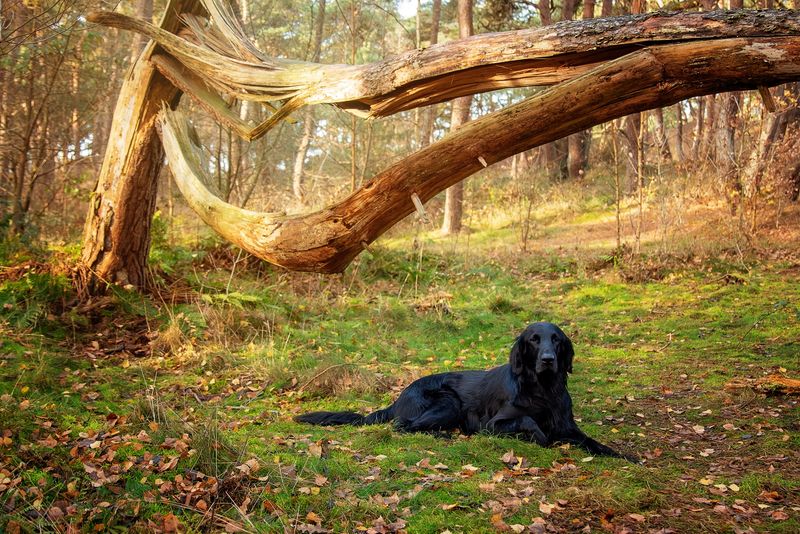 One experience with these 12 dog breeds is often enough to create a lifelong favorite - plus 2 that inspire remarkable loyalty 10 Flat-Coated Retriever