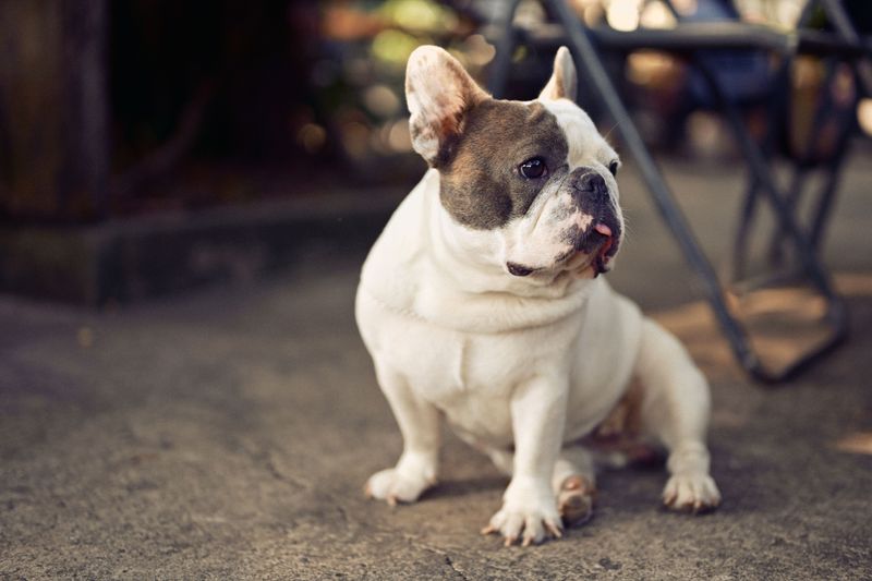 15 dog breeds that people keep recommending – but experienced owners know there's another side to the story 4 French Bulldog
