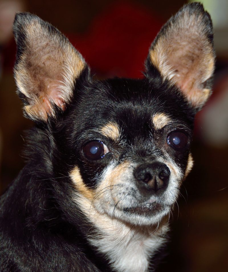Chihuahua