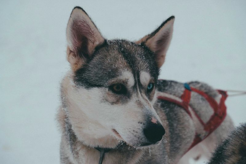 Siberian Husky